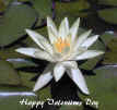 Water Lily