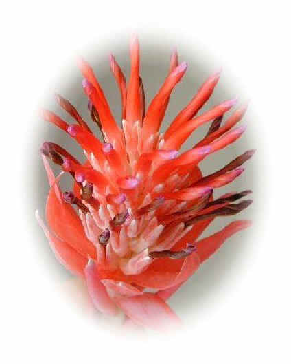 Red Flower.jpg (45264 bytes)