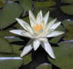 Water Lily