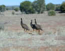 Emus