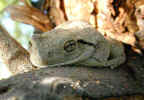 Tree Frog - Yowah Australia