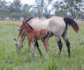 Horses - Beaudesert Australia