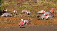 Galahs