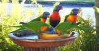 Lorikeets