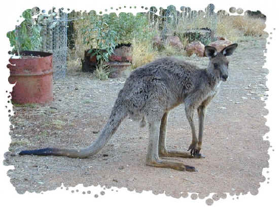 Kangaroo in our Front Yard during the drought