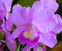 Mauve Orchid