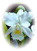 white orchidsm.jpg (9871 bytes)