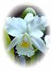 White Orchid