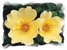 tn_yellowvalentine.jpg (4870 bytes)