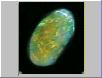 Green/Gold Opal