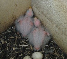 Rosella 9 days tail feathers coming through