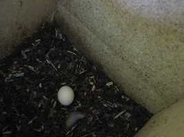 Day 1 Eastern Rosella Egg