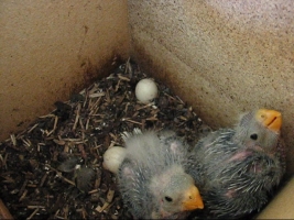 Eastern Rosella Chicks Day 16