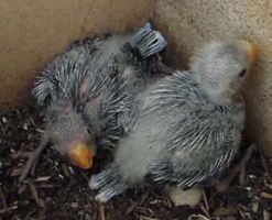 Eastern Rosella Chicks Day 18