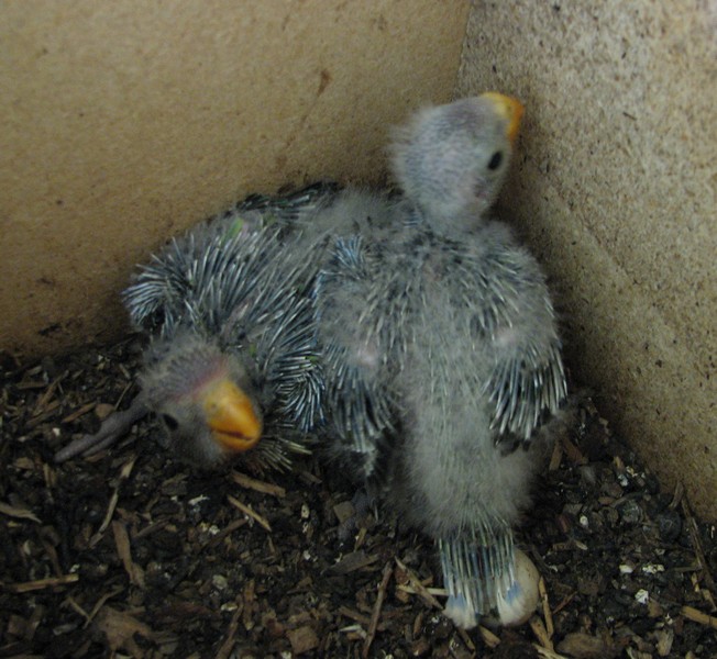 Eastern Rosella Chicks