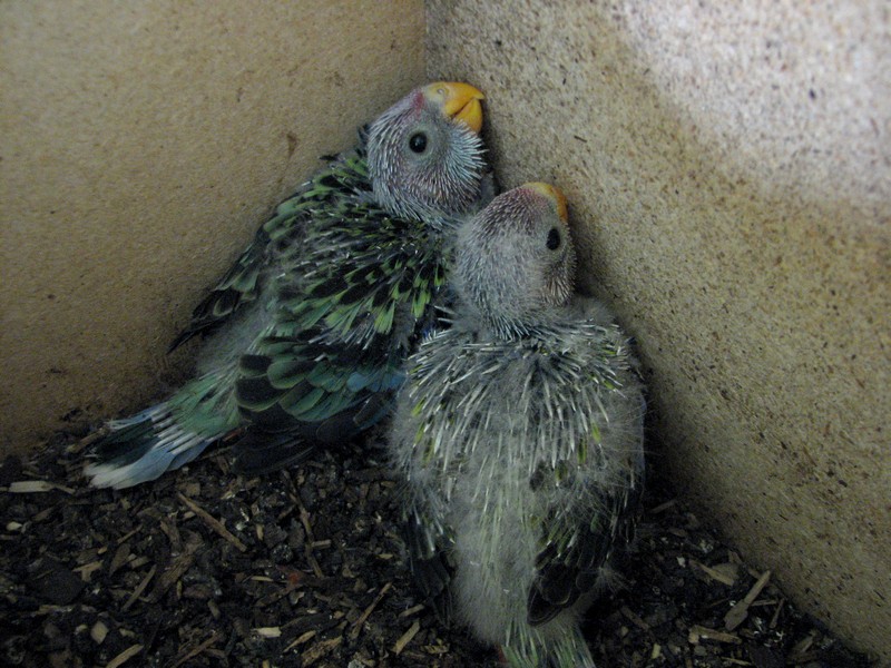 eastern rosella eggs and