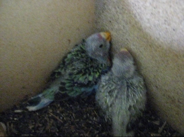 Eastern Rosella Chicks day 21