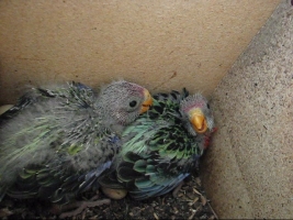 Eastern Rosella Chicks Video