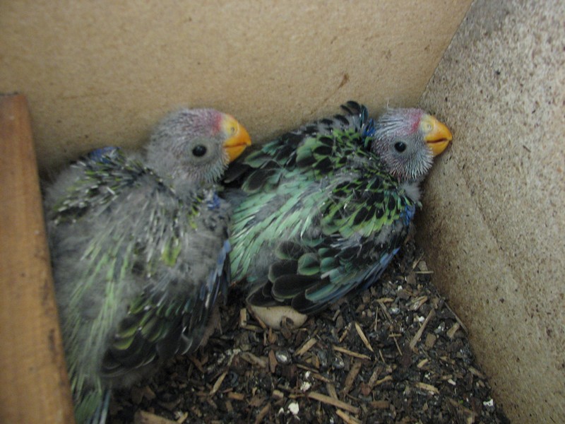 EASTERN ROSELLA CHICKS