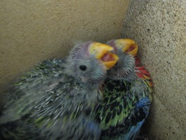 EASTERN ROSELLA CHICKS DAY 22