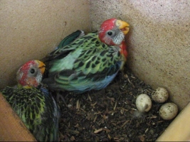 Eastern Rosellas Day 26