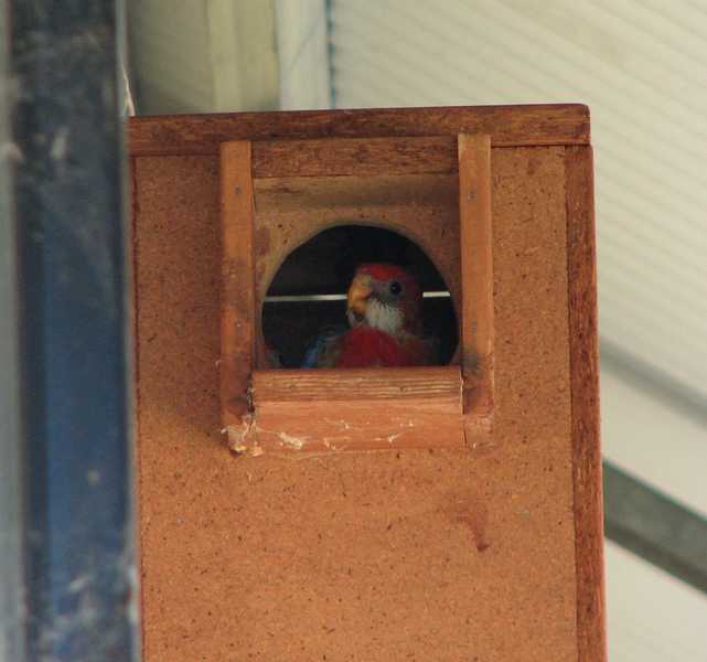 eastern rosella chick day 28