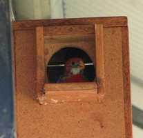 EASTERN ROSELLA DAY 28