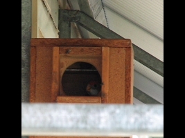 Video Eastern Rosella Chicks