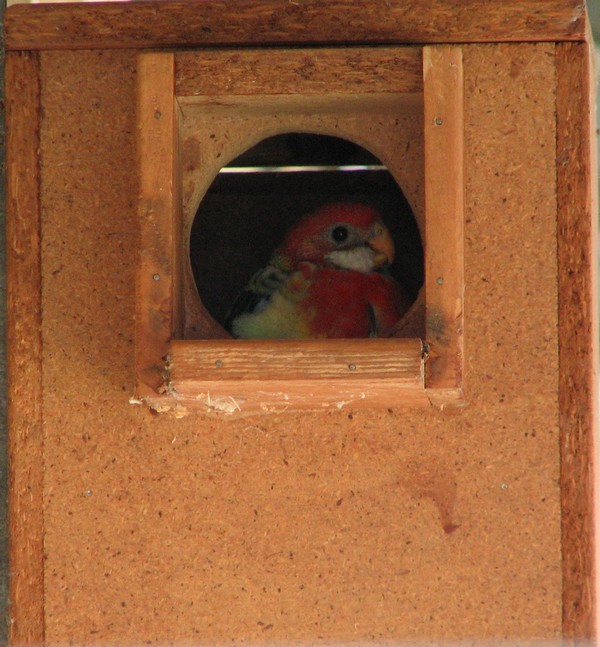 EASTERN ROSELLA DAY 30