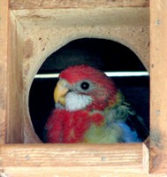 eastern rosella day 32