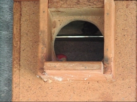 eastern rosella chick