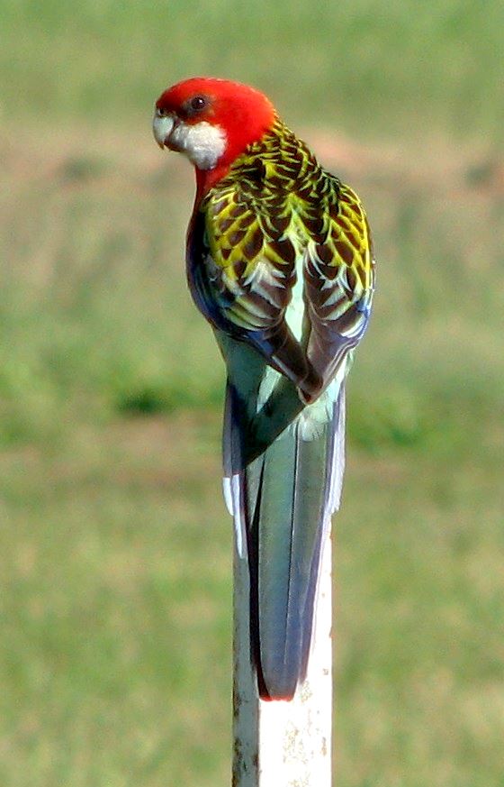 Eastern Rosella Male