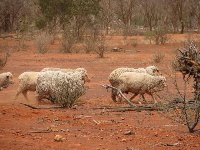 Australian Outback Merino Sheep