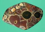 sunglasses_picture_opal