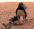 Baby Willy Wagtail