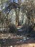 Yowah Bower Bird Bower